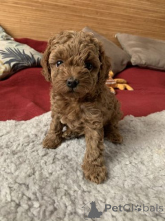 Фото №4. Продажа пуделя (той) в Ankum  - цена 35251₽