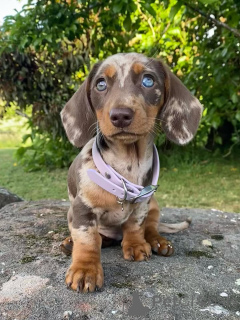 Фото №1. такса - купить в Делемонт за договорная. Объявление №158143