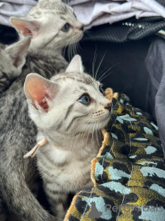 Фото №2 к объявлению №152764 о продаже бенгальская - купить в Швейцарии частное объявление