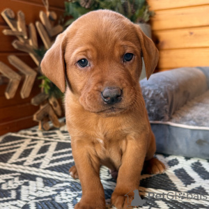 Фото №1. лабрадор-ретривер - купить в Лондонский Сити за 32468₽. Объявление №163938