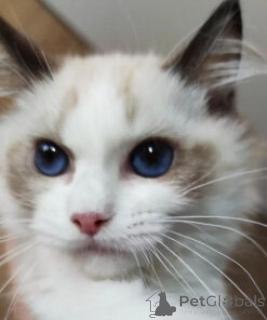 Фото №2 к объявлению №138355 о продаже рэгдолл - купить в Португалии заводчик