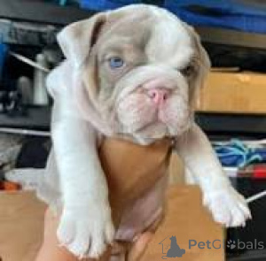 Фото №3. Preciosos cachoros de Bulldog Inglés en Venta.  Испания