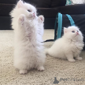 Фото №1. персидская - купить в Бад Вильдунгене за договорная. Объявление №167583