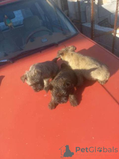 Фото №3. Щенки керн терьера.  Сербия