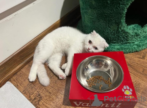 Фото №1.  - купить в Евпатории за договорная. Объявление №165466