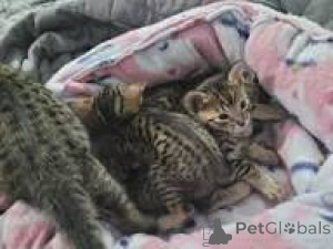 Фото №1. саванна - купить в Берне за 53805₽. Объявление №163291