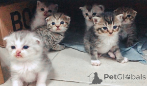 Фото №1. шотландская вислоухая (скоттиш фолд) - купить в Affalterbach за договорная. Объявление №158809