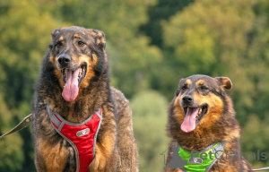 Фото №4. Продажа беспородную в Москова частное объявление - цена Бесплатно