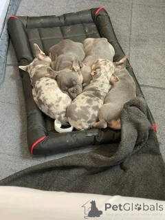 Фото №1. беспородная - купить в Айзлинген за 64937₽. Объявление №159562