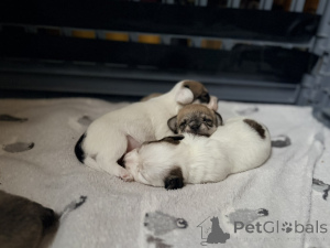 Фото №1. мальтипу - купить в Аризона Сити за 31454₽. Объявление №163984