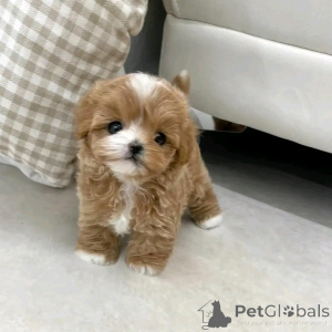 Фото №3. Teacup-Maltipu Zur Усыновление.  Германия