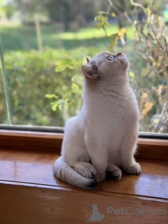 Фото №3. Родословная британская шортара котята. Австралия