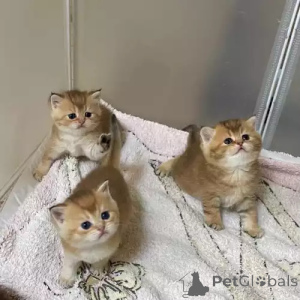 Фото №1. британская короткошёрстная - купить в Мюнхберг за 35251₽. Объявление №167261