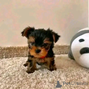 Фото №3. Teacup Yorkie Puppy для усыновления.  США