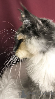 Фото №2 к объявлению №156805 о продаже мейн-кун - купить в Нидерландах заводчик