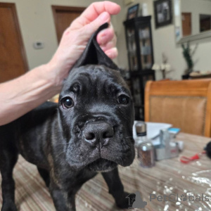 Фото №2 к объявлению №158577 о продаже кане-корсо - купить в Швейцарии заводчик