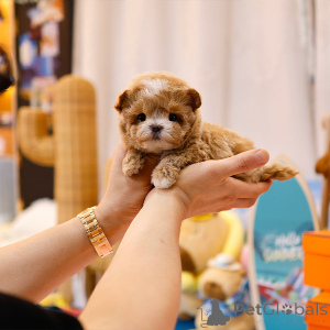 Фото №3. Сладкий щенок со мальтипу.  США