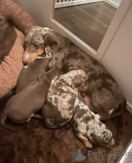 Фото №4. Продажа таксу в Андерлю  - цена Бесплатно