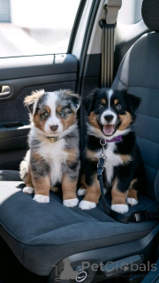 Фото №1. австралийская овчарка - купить в Хельсинки за 69575₽. Объявление №161353