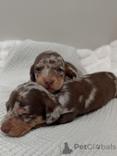 Фото №1. такса - купить в Мелджин за 69575₽. Объявление №163344