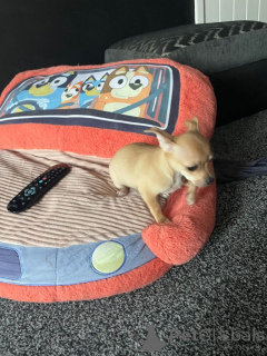 Фото №4. Продажа беспородную в Bergen Op Zoom частное объявление - цена договорная