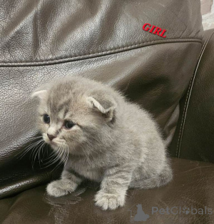 Фото №4. Продам британскую короткошёрстную в Рочестер частное объявление - цена 44934₽