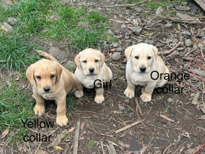 Фото №3. 5 желтых щенков лабрадора.  Австрия