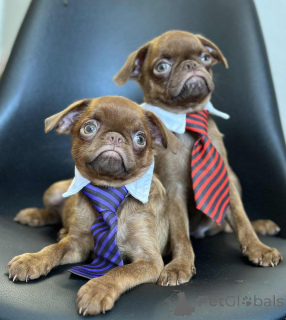 Фото №4. Продажа брюссельского гриффона в Сомбор заводчик - цена 139151₽