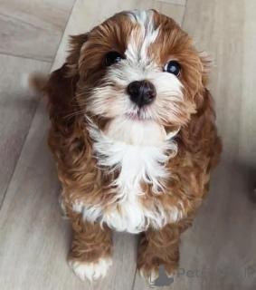 Фото №3. Urocze szczenięta rasy Labradoodle szukają kochającego domu!.  Польша
