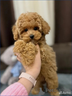 Фото №1. мальтипу - купить в Берлине за 69575₽. Объявление №162527