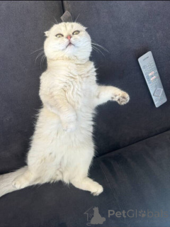 Фото №2 к объявлению №157770 о продаже британская короткошёрстная - купить в Франции частное объявление