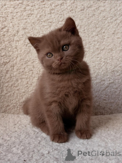 Фото №3. Красивые британские короткошерстные котята уже в продаже. Германия