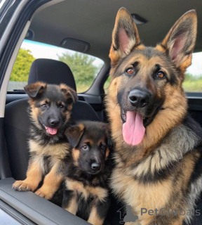 Фото №1. немецкая овчарка - купить в Колоне за договорная. Объявление №158378