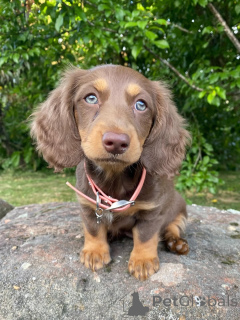 Фото №2 к объявлению №158456 о продаже таксу - купить в Италии заводчик