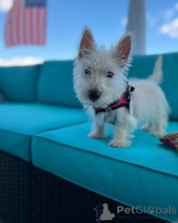 Фото №2 к объявлению №144443 о продаже шотландского терьера - купить в США заводчик