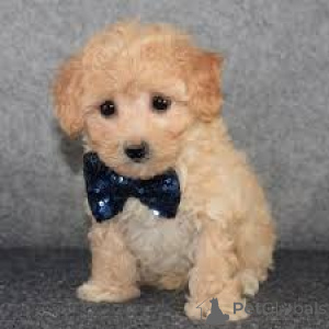 Фото №3. Продажа щенков Мальтипу.  Германия