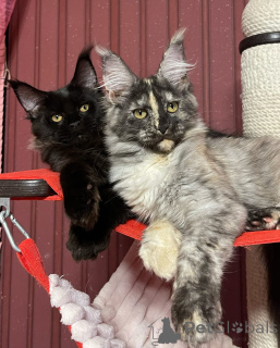 Фото №4. Продам мейн-куна в Брайтон и Хов заводчик - цена договорная