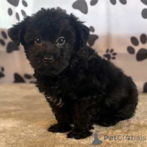 Фото №3. Йоркширский терьер Кобель 11 недель Готов к поездке домой.  США