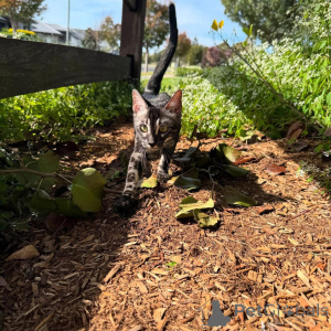 Фото №1. бенгальская - купить в Лугано за 69575₽. Объявление №152714