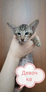 Фото №2 к объявлению №2284 о продаже ориентальная кошка - купить в России 