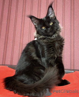 Фото №1. мейн-кун - купить в Affalterbach за 88129₽. Объявление №161417