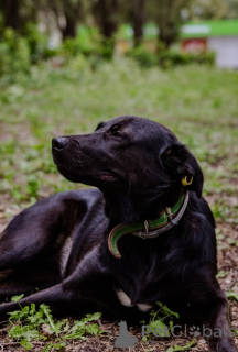 Фото №4. Продажа беспородную в Московский частное объявление - цена Бесплатно