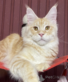 Фото №1. мейн-кун - купить в Белэр за 62908₽. Объявление №161670