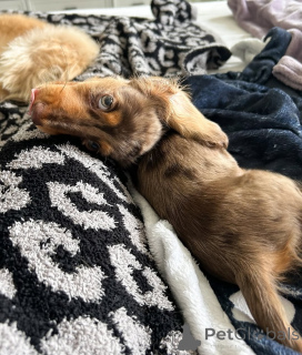 Фото №4. Продажа таксу в Хельсинки частное объявление, из приюта - цена 46384₽