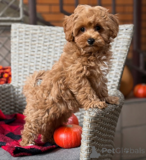 Фото №3. Красивая внутри и снаружи Беллас получила внешность, любовь и самое милое.  Германия