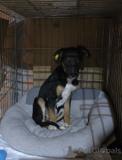 Фото №3. Эксклюзивная порода Monkeyrrier.  Россия