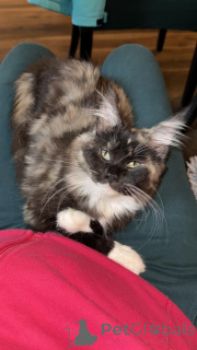 Фото №3. Hermosos gatitos maine couon para asción. Испания