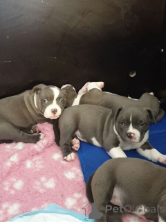 Фото №1. американский булли - купить в Арнсберг за договорная. Объявление №167281