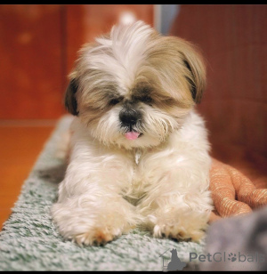 Фото №3. Радостные щенки для мужчин и женщин йорки на продажу.  Таиланд