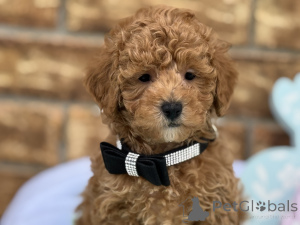 Фото №1. мальтипу - купить в Байериш-Айзенштайне за 83490₽. Объявление №150168